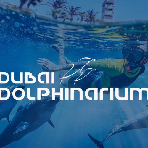 Swimming with Dolphin:Shallow Water 20 mins