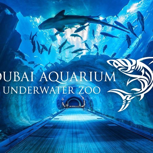 Cage Snorkeling (1 hour)